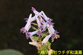 ムラサキケマン　ケシ科