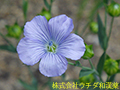 アマ