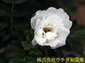 ハマナシ（ハマナス）