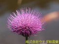ノアザミ