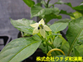 トウガラシ