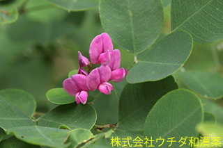 ヤマハギ　マメ科