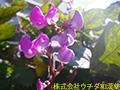 フジマメ