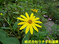 キクイモ