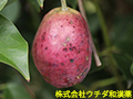 ムべ（果実）