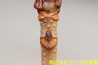 トチ　トチノキ科