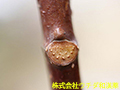 ホオノキ