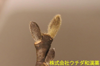 コブシ　モクレン科