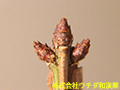 ニシキギ