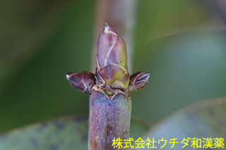 ムベ　アケビ科