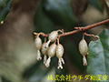 ナワシログミ