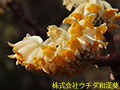 ミツマタ