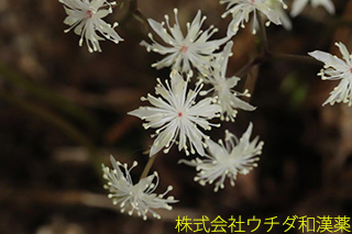 オウレン　キンポウゲ科