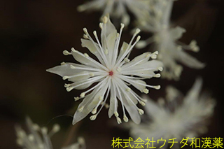 オウレン　キンポウゲ科