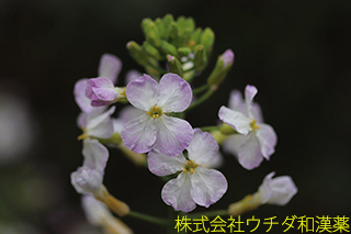 ダイコン　アブラナ科