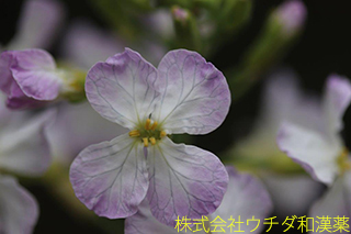ダイコン　アブラナ科