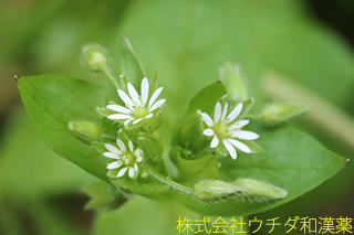ハコベ　ナデシコ科