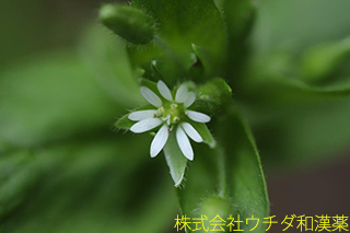ハコベ　ナデシコ科