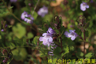 カキドウシ　ゴマノハグサ科
