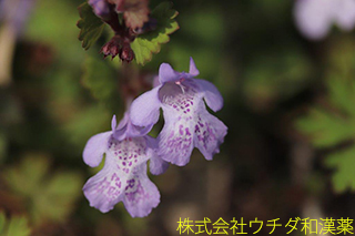 カキドウシ　ゴマノハグサ科