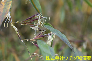 キンメイチク　イネ科