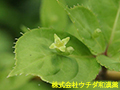 ハナイカダ