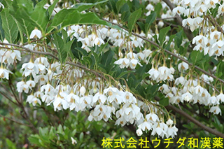 エゴノキ　エゴノキ科