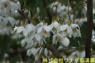 エゴノキ　エゴノキ科