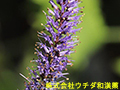 クガイソウ