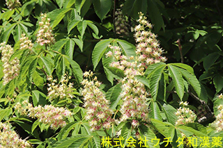 トチノキ　トチノキ科