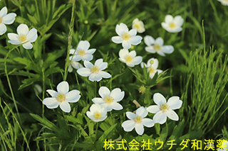 ニリンソウ　キンポウゲ科