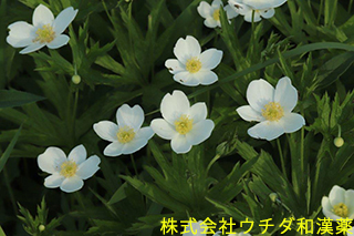 ニリンソウ　キンポウゲ科
