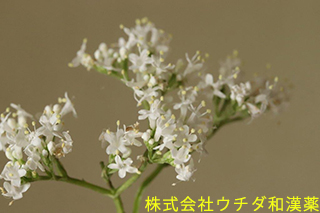 セイヨウカノコソウ　オミナエシ科