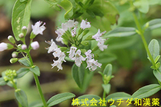 ヒメハッカ　シソ科