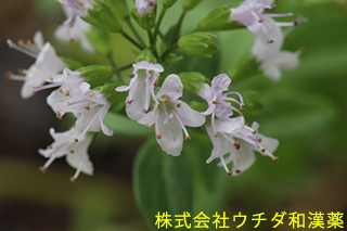 ヒメハッカ　シソ科