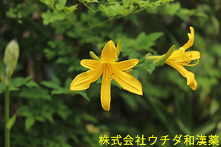 ユウスゲ　ユリ科