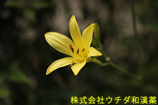 ユウスゲ　ユリ科